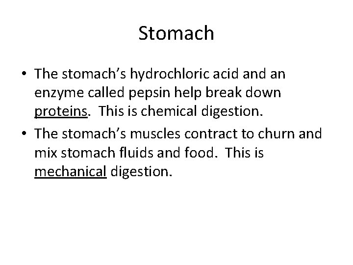 Stomach • The stomach’s hydrochloric acid an enzyme called pepsin help break down proteins.