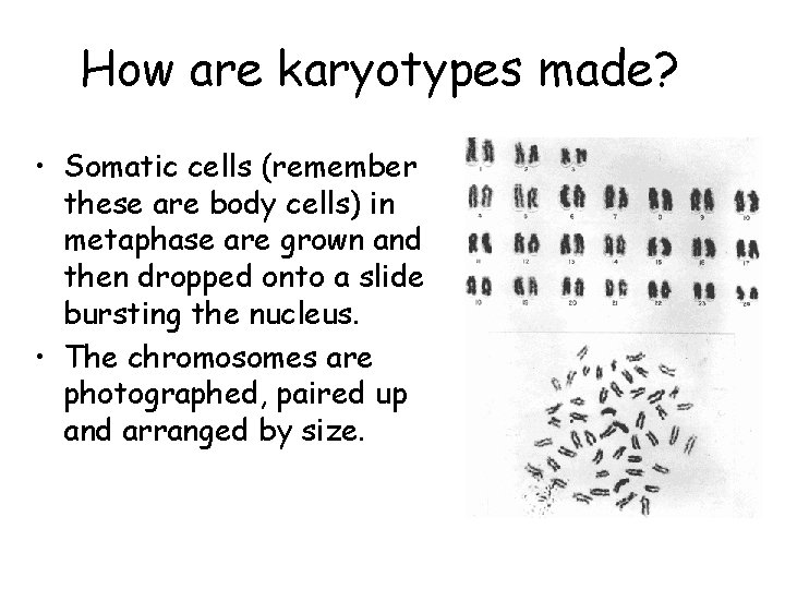 How are karyotypes made? • Somatic cells (remember these are body cells) in metaphase How are karyotypes made? • Somatic cells (remember these are body cells) in metaphase