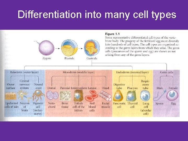 Differentiation into many cell types 