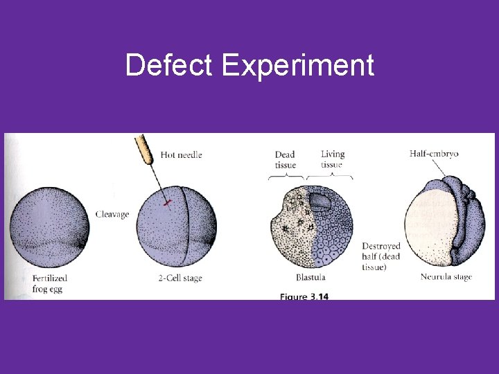 Defect Experiment 