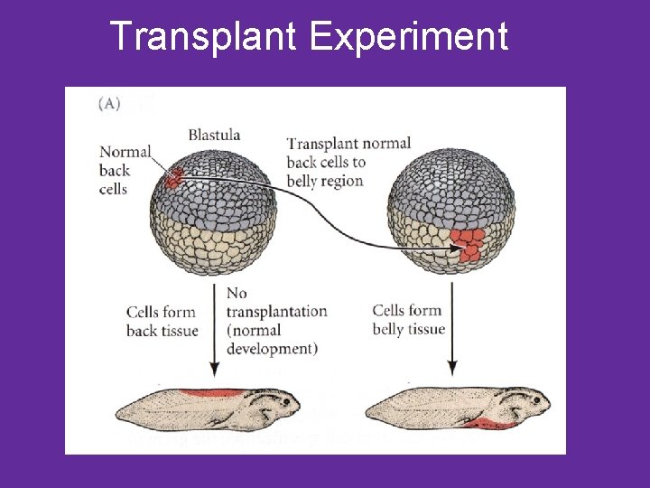 Transplant Experiment 