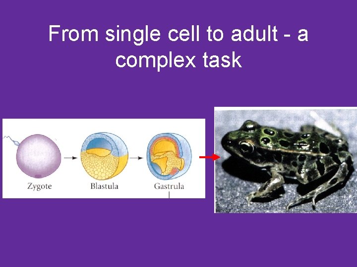 From single cell to adult - a complex task 