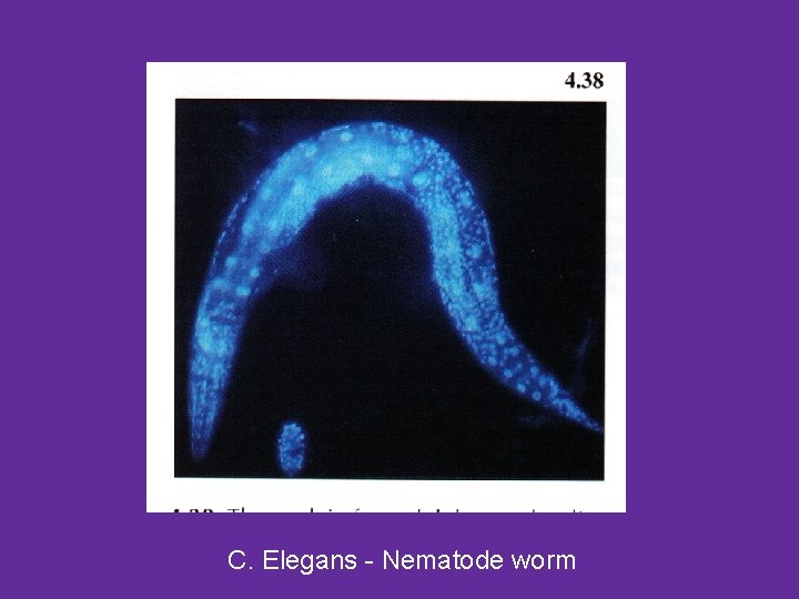 C. Elegans - Nematode worm 