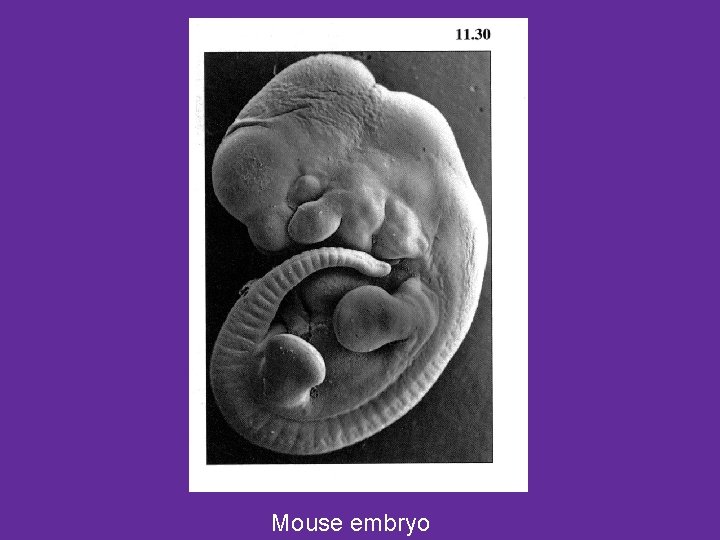 Mouse embryo 