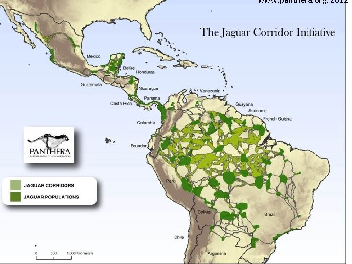 www. panthera. org, 2012 