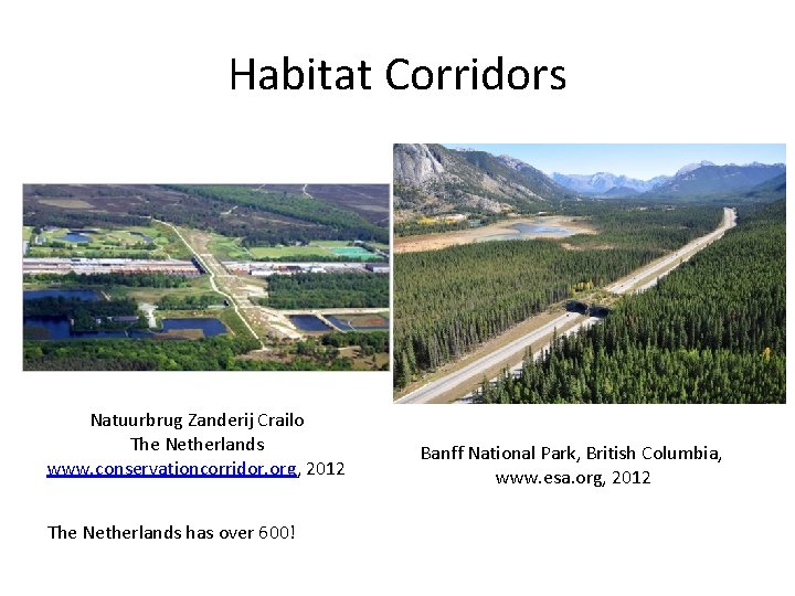 Habitat Corridors Natuurbrug Zanderij Crailo The Netherlands www. conservationcorridor. org, 2012 The Netherlands has