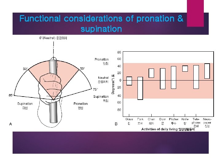 Functional considerations of pronation & supination 