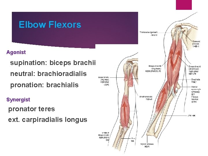 Upper Extremity Elbow Forearm complex Part 1 Anatomical