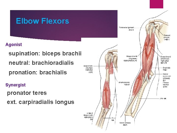 Elbow Flexors Agonist supination: biceps brachii neutral: brachioradialis pronation: brachialis Synergist pronator teres ext.