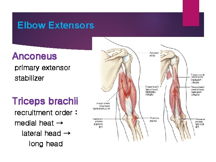 Elbow Extensors Anconeus primary extensor stabilizer Triceps brachii recruitment order : medial heat →