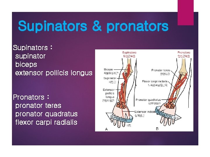Supinators & pronators Supinators : supinator biceps extensor pollicis longus Pronators : pronator teres
