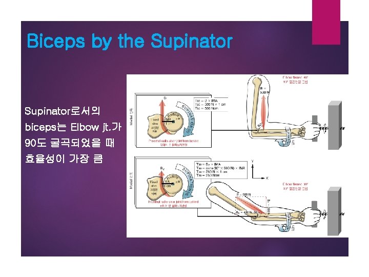 Biceps by the Supinator로서의 biceps는 Elbow jt. 가 90도 굴곡되었을 때 효율성이 가장 큼