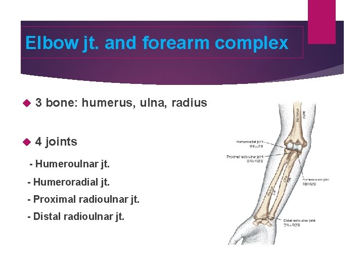 Elbow jt. and forearm complex 3 bone: humerus, ulna, radius 4 joints - Humeroulnar