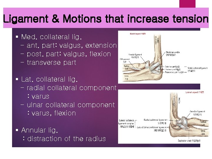 Ligament & Motions that increase tension § Med. collateral lig. - ant. part: valgus,