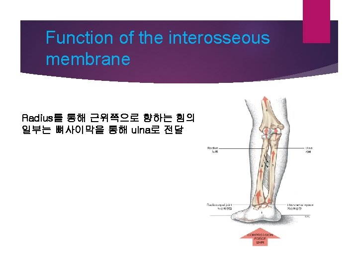 Function of the interosseous membrane Radius를 통해 근위쪽으로 향하는 힘의 일부는 뼈사이막을 통해 ulna로