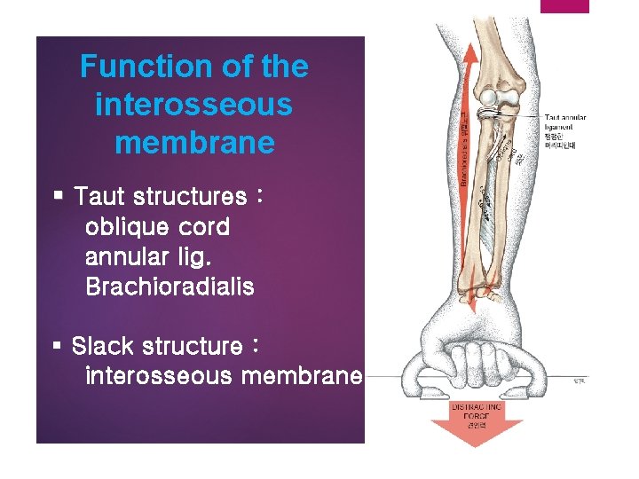 Function of the interosseous membrane § Taut structures : oblique cord annular lig. Brachioradialis