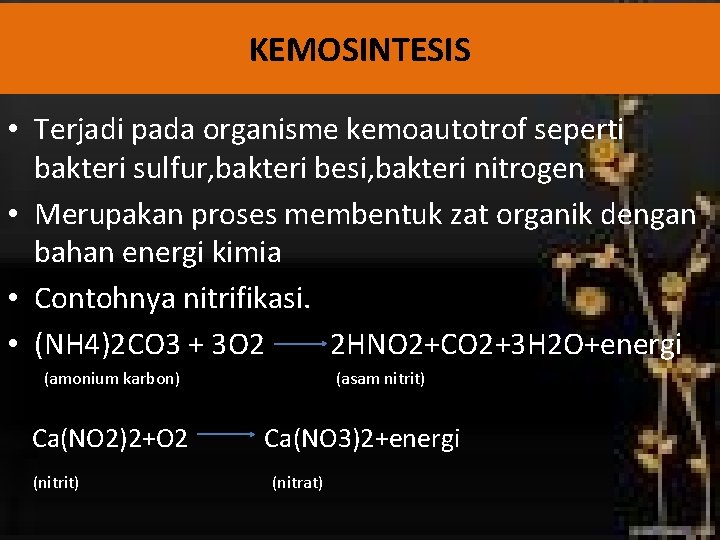 KEMOSINTESIS • Terjadi pada organisme kemoautotrof seperti bakteri sulfur, bakteri besi, bakteri nitrogen •