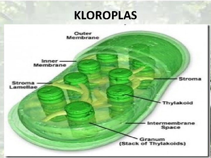 KLOROPLAS 