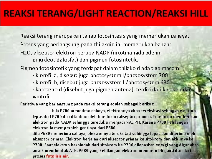 REAKSI TERANG/LIGHT REACTION/REAKSI HILL Reaksi terang merupakan tahap fotosintesis yang memerlukan cahaya. Proses yang