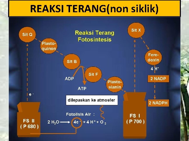 REAKSI TERANG(non siklik) 