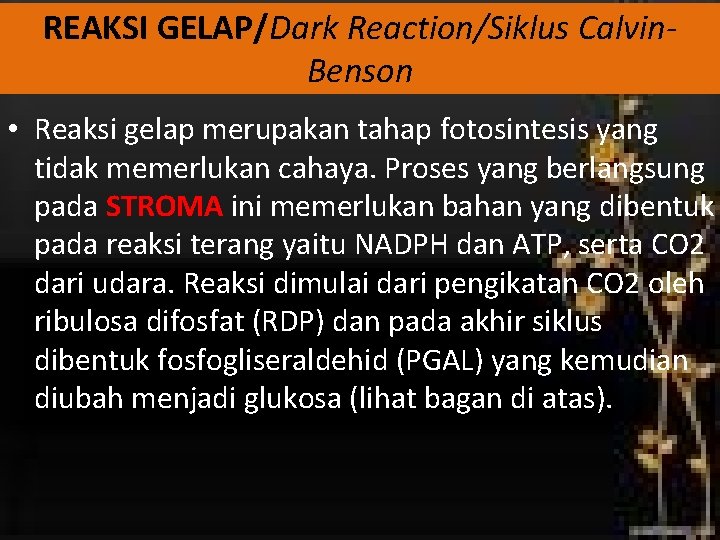 REAKSI GELAP/Dark Reaction/Siklus Calvin. Benson • Reaksi gelap merupakan tahap fotosintesis yang tidak memerlukan