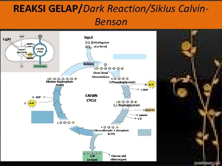 REAKSI GELAP/Dark Reaction/Siklus Calvin. Benson 