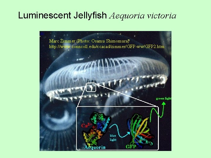 Luminescent Jellyfish Aequoria victoria Marc Zimmer (Photo: Osamu Shimomura) http: //www. conncoll. edu/ccacad/zimmer/GFP-ww/GFP 2.