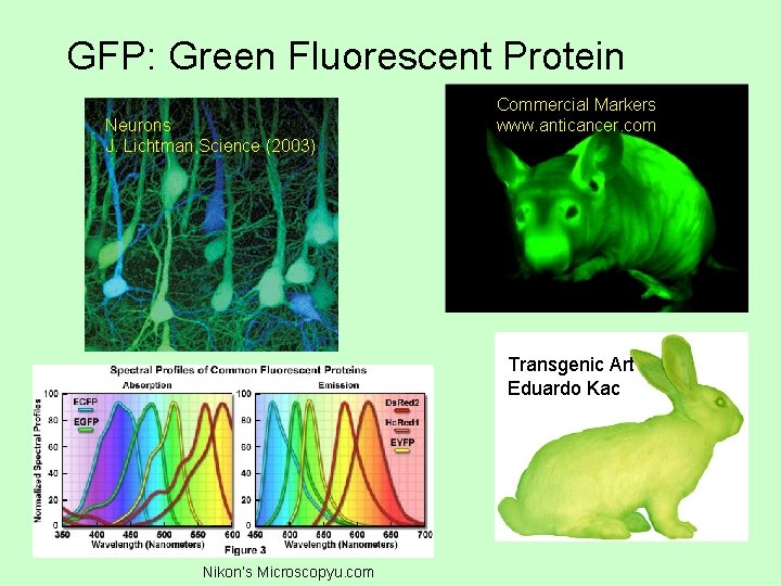 GFP: Green Fluorescent Protein Neurons J. Lichtman, Science (2003) Commercial Markers www. anticancer. com