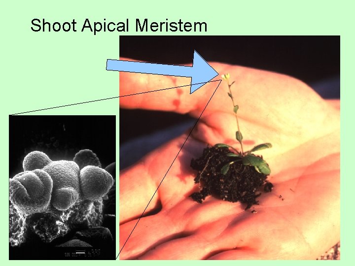 Shoot Apical Meristem 