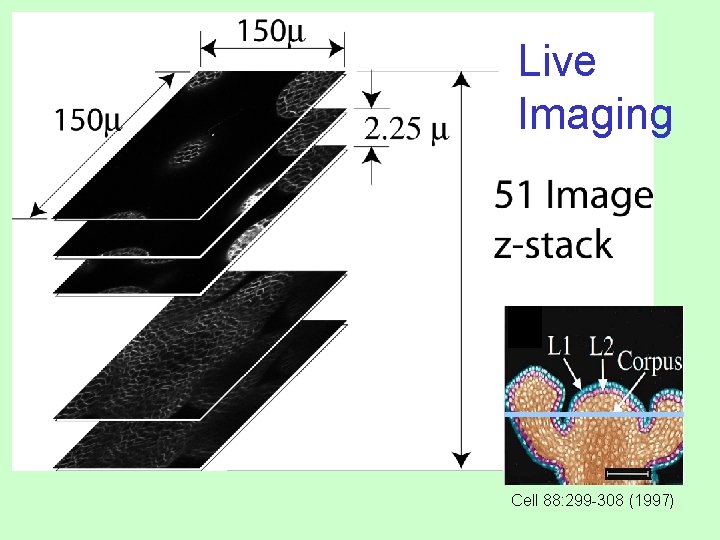 Live Imaging Cell 88: 299 -308 (1997) 