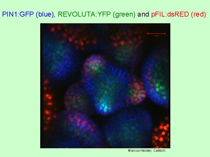 PIN 1: GFP (blue), REVOLUTA: YFP (green) and p. FIL: ds. RED (red) Marcus PIN 1: GFP (blue), REVOLUTA: YFP (green) and p. FIL: ds. RED (red) Marcus