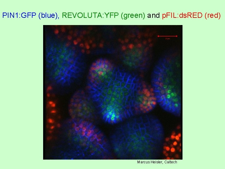 PIN 1: GFP (blue), REVOLUTA: YFP (green) and p. FIL: ds. RED (red) Marcus