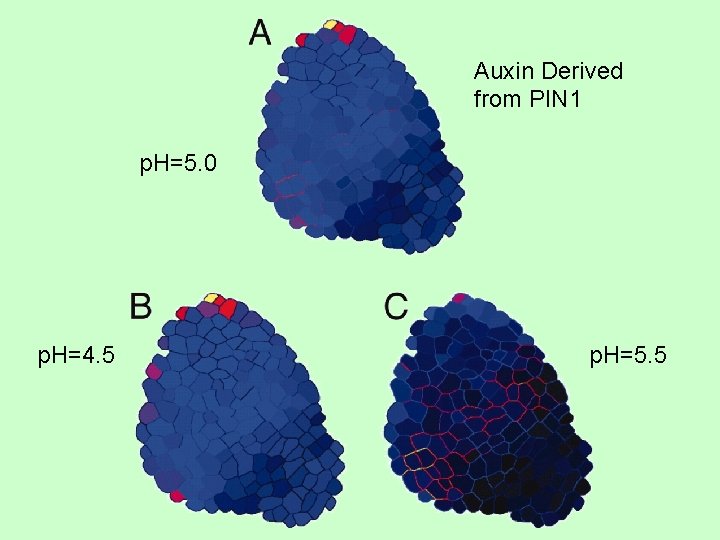 Auxin Derived from PIN 1 p. H=5. 0 p. H=4. 5 p. H=5. 5 Auxin Derived from PIN 1 p. H=5. 0 p. H=4. 5 p. H=5. 5