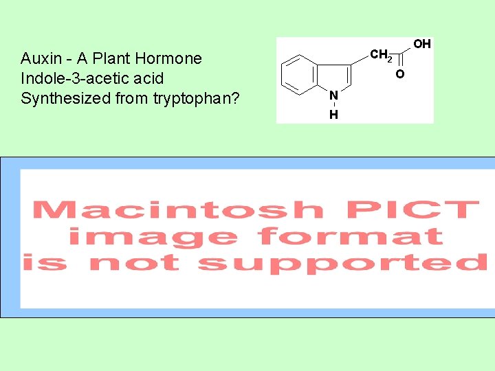 Auxin - A Plant Hormone Indole-3 -acetic acid Synthesized from tryptophan? 