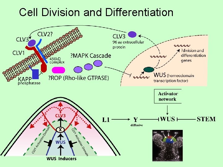 Cell Division and Differentiation 