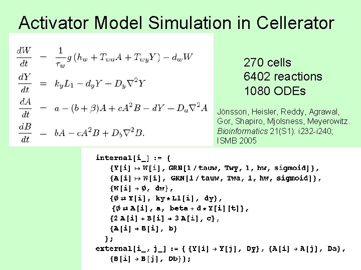 Activator Model Simulation in Cellerator 270 cells 6402 reactions 1080 ODEs Jönsson, Heisler, Reddy,