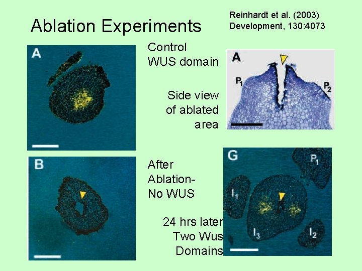 Ablation Experiments Control WUS domain Side view of ablated area After Ablation. No WUS