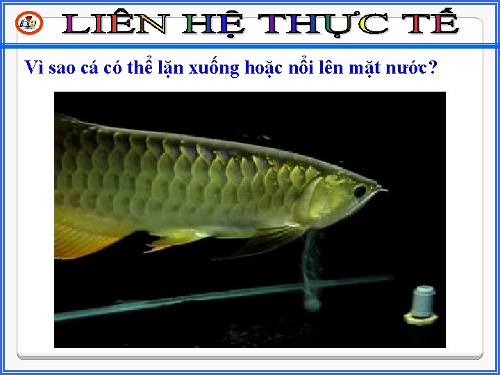 Vì sao cá có thể lặn xuống hoặc nổi lên mặt nước? 