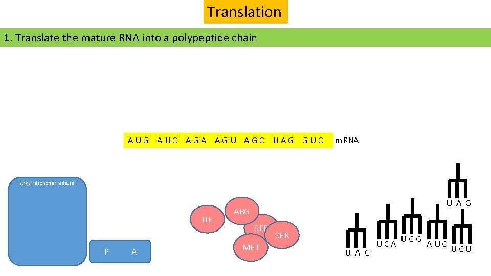 Translation 1. Translate the mature RNA into a polypeptide chain AUG AUC AGA AGU