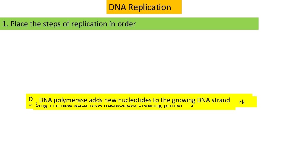 DNA Replication 1. Place the steps of replication in order DNA helicase unwinds andnew