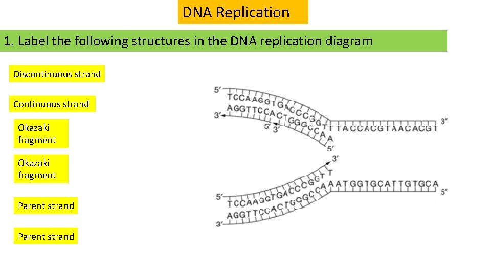 DNA Replication 1. Label the following structures in the DNA replication diagram Discontinuous strand