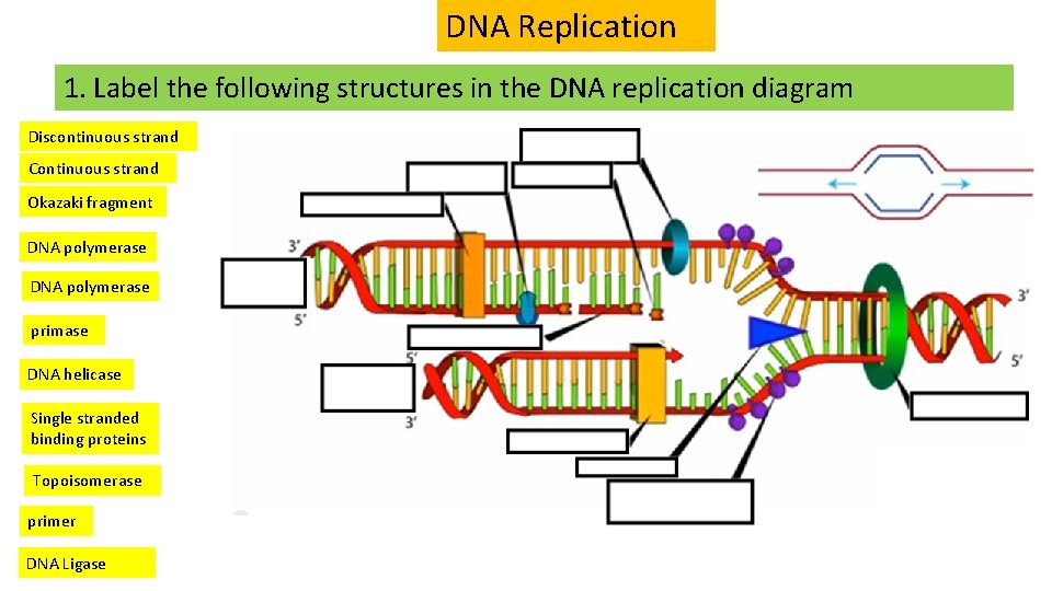 DNA Replication 1. Label the following structures in the DNA replication diagram Discontinuous strand