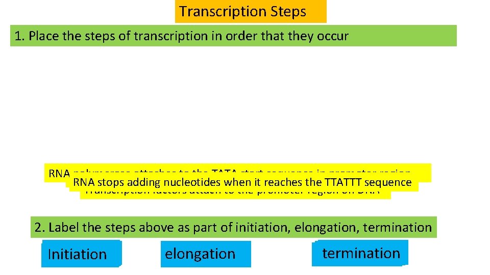 Transcription Steps 1. Place the steps of transcription in order that they occur RNARNA