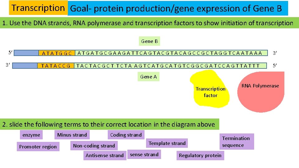 Transcription Goal- protein production/gene expression of Gene B 1. Use the DNA strands, RNA
