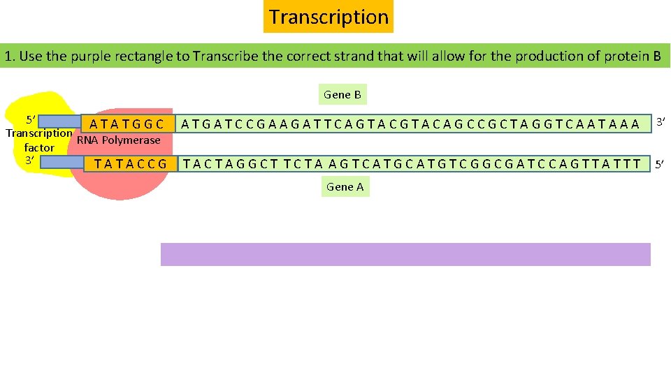 Transcription 1. Use the purple rectangle to Transcribe the correct strand that will allow