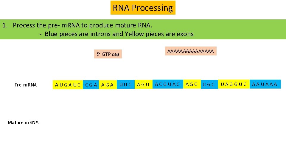 RNA Processing 1. Process the pre- m. RNA to produce mature RNA. - Blue