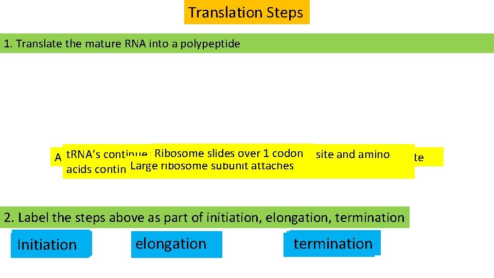 Translation Steps 1. Translate the mature RNA into a polypeptide Ribosome slides over 1