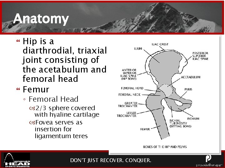 Anatomy Hip is a diarthrodial, triaxial joint consisting of the acetabulum and femoral head
