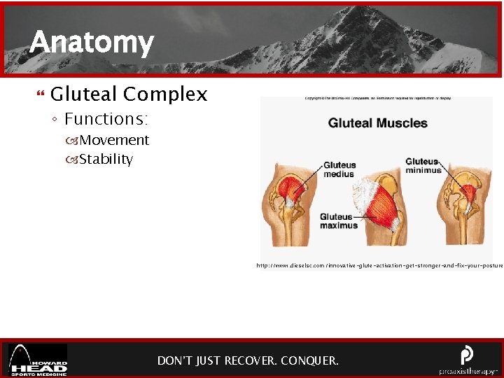 Anatomy Gluteal Complex ◦ Functions: Movement Stability http: //www. dieselsc. com/innovative-glute-activation-get-stronger-and-fix-your-posture/ DON’TJUSTRECOVER. CONQUER. 