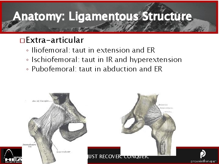 Anatomy: Ligamentous Structure � Extra-articular ◦ Iliofemoral: taut in extension and ER ◦ Ischiofemoral: